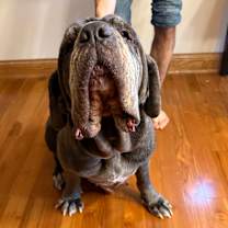 Thumbnail photo of Neopotamus #4