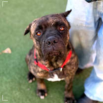 Thumbnail photo of MOOSE #1