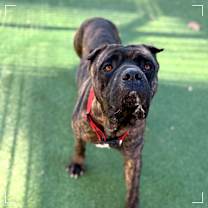 Thumbnail photo of MOOSE #3