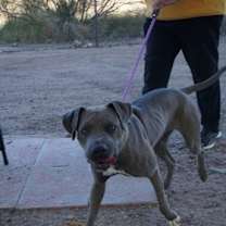 Thumbnail photo of Silver Moon* #3