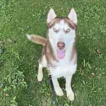 Thumbnail photo of Gojo #3