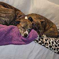 Thumbnail photo of Baby and King #1