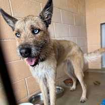 Thumbnail photo of Umber #2