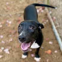 Thumbnail photo of Crowley #2