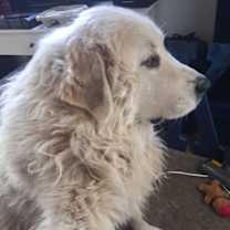 Thumbnail photo of Chanchy #1