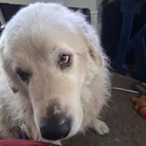 Thumbnail photo of Chanchy #2