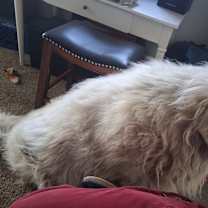 Thumbnail photo of Chanchy #3