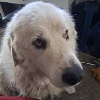 Thumbnail photo of Chanchy #4