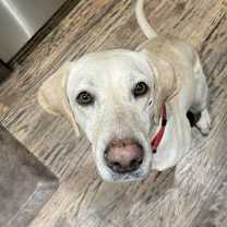 Thumbnail photo of Layla #2