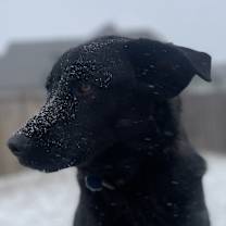 Thumbnail photo of Goose #2