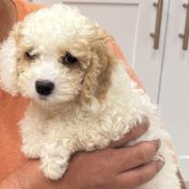 Thumbnail photo of Minnie #1