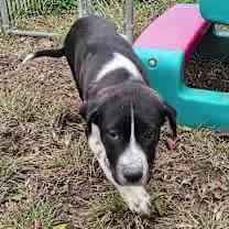 Thumbnail photo of Lucy the dog #3