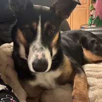 Thumbnail photo of Blaze #1