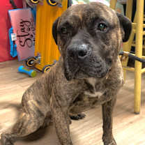 Thumbnail photo of Dasher #1