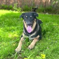 Thumbnail photo of Big Boy>1 yr in rescue #3