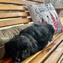 Thumbnail photo of Merry Brite~adopted! #3