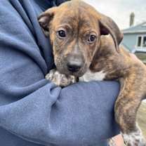 Harry Royalty Talbot