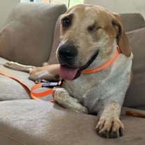 Thumbnail photo of Willow 5 Talbot #1