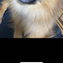 Thumbnail photo of Wolfie #1