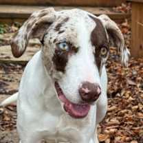 Thumbnail photo of Gertie #1