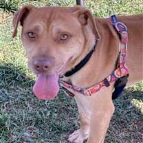 Thumbnail photo of ZIZZER ZAZZER ZUZZ #1