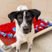 Thumbnail photo of Yams #3