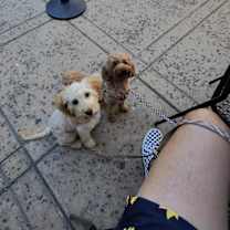 Thumbnail photo of Nugget #3