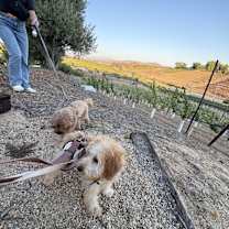 Thumbnail photo of Nugget #4