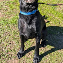 Thumbnail photo of Midnight #2