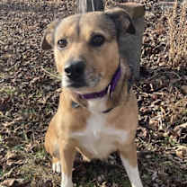 Thumbnail photo of Amber (coming 1-6) #1