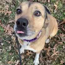 Thumbnail photo of Amber (coming 1-6) #2