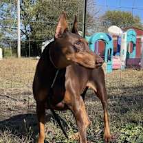 Thumbnail photo of Venus #1