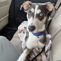 Thumbnail photo of Arnie #2