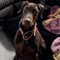 Thumbnail photo of Abe #2