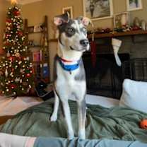 Thumbnail photo of Arnie #4