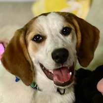 Thumbnail photo of Rubby #4