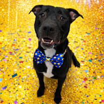 Thumbnail photo of Bazil Leaf #1