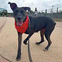 Thumbnail photo of Squid #4