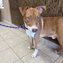 Thumbnail photo of Blaze #2