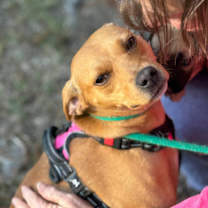 Thumbnail photo of Fancy #4