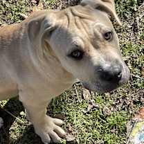 Thumbnail photo of Smokey #3