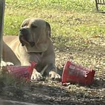 Thumbnail photo of Smokey #4