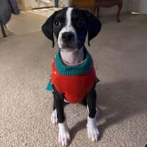 Thumbnail photo of Abby #1