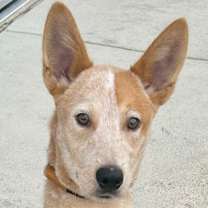 Thumbnail photo of Maple French Toast #1