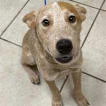 Thumbnail photo of Maple French Toast #2