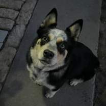 Thumbnail photo of Sammy #1