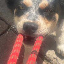 Thumbnail photo of Sammy #3