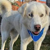 Thumbnail photo of Thor #1