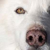 Thumbnail photo of Ice Man #2