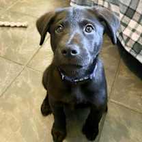 Thumbnail photo of SKIBIDI #2